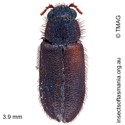 Acanthocnemus nigricans