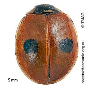 Adalia bipunctata
