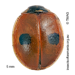 Adalia bipunctata