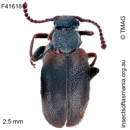 Aderus-acaciae Aderus acaciae