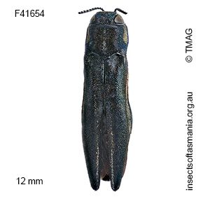 Agrilus assimilis australis