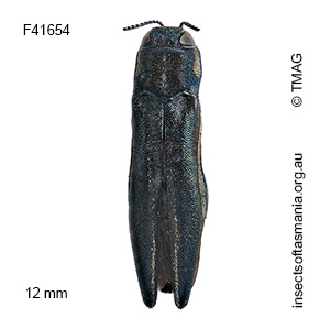 Agrilus assimilis australis