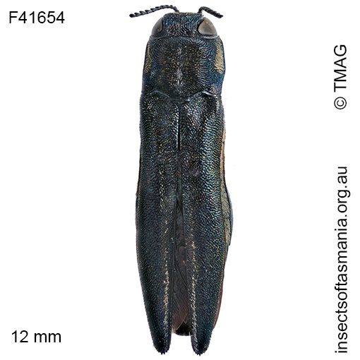Agrilus assimilis australis