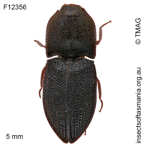 Agrypnus-victoriae Agrypnus victoriae