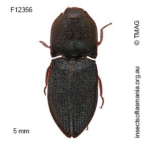 Agrypnus victoriae