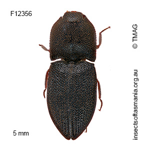 Agrypnus victoriae