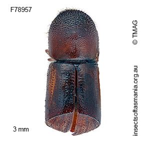 Amasa truncata