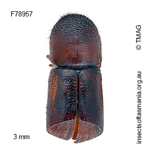 Amasa truncata