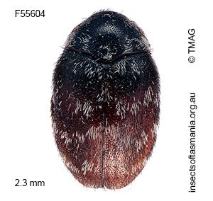 Anthrenocerus australis