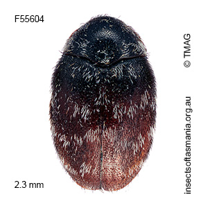 Anthrenocerus australis