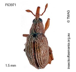 Apion tasmanicum