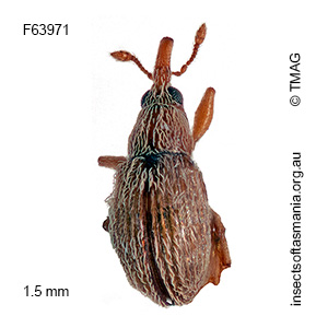 Apion tasmanicum
