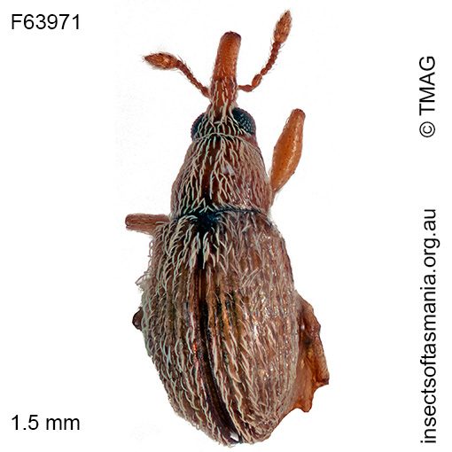 Apion-tasmanicum_a Apion tasmanicum