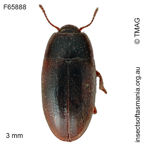 Archeocrypticus-topali Archeocrypticus topali