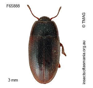 Archeocrypticus topali