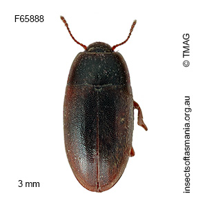 Archeocrypticus topali