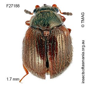 Aspidiphorus humeralis
