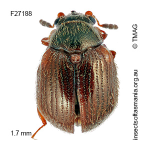 Aspidiphorus humeralis