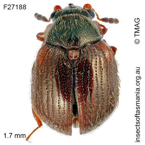 Aspidiphorus-humeralis_a Aspidiphorus humeralis