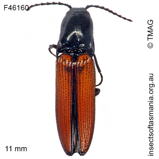 Augenotus-australis Augenotus australis