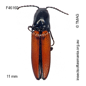 Augenotus australis