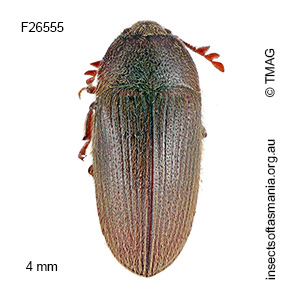 Aulonothroscus elongatus