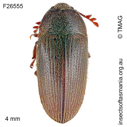 Aulonothroscus elongatus