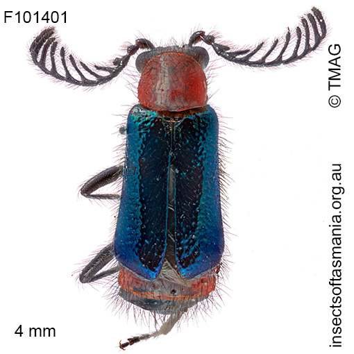 Balanophorus janthinipennis