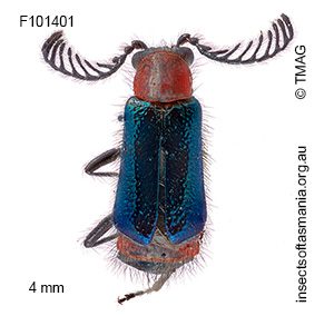 Balanophorus janthinipennis