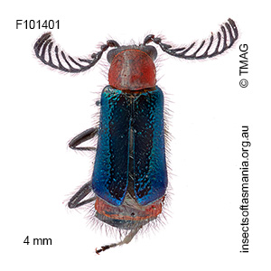 Balanophorus janthinipennis