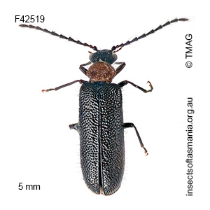 Binburrum ruficollis