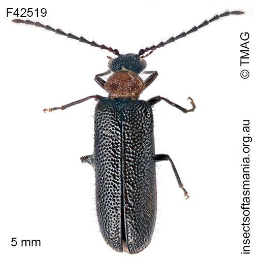 Binburrum ruficollis