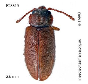 Boganium armstrongi