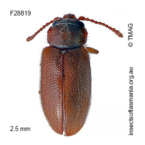 Boganium armstrongi
