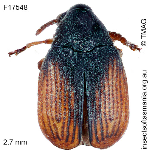 Bruchidius TFIC sp 01