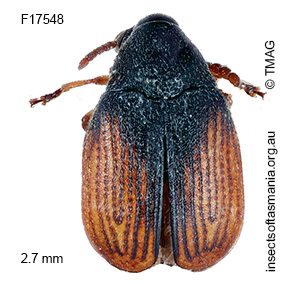 Bruchidius TFIC sp 01