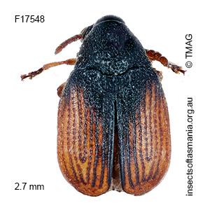 Bruchidius TFIC sp 01