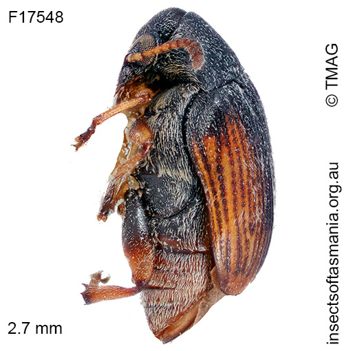 Bruchidius TFIC sp 01