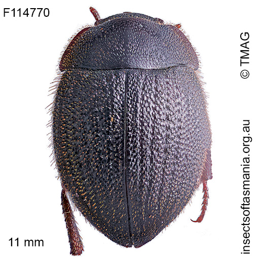 Caediomorpha-heteromera Caediomorpha heteromera
