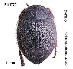 Caediomorpha heteromera