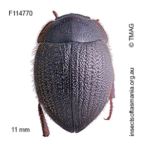 Caediomorpha heteromera