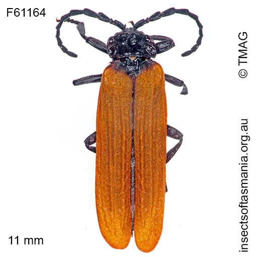 Calochromus scutellaris