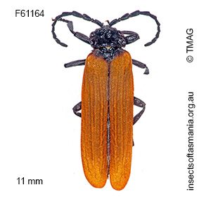Calochromus scutellaris