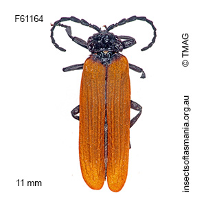 Calochromus scutellaris