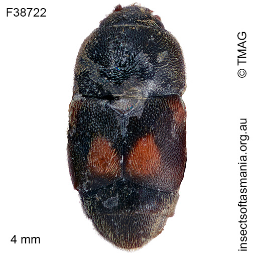 Carpophilus hemipterus