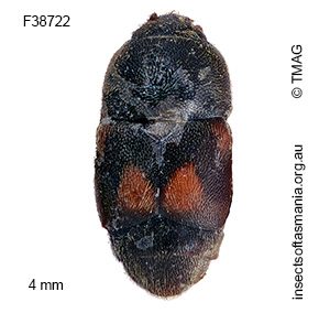 Carpophilus hemipterus