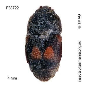 Carpophilus hemipterus