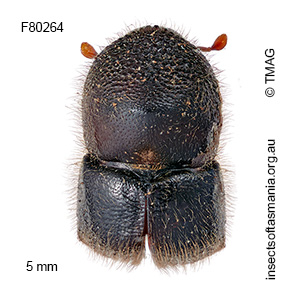 Cnestus pseudosolidus