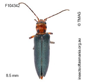 Copidita litoralis