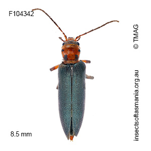 Copidita litoralis